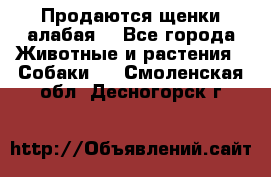 Продаются щенки алабая  - Все города Животные и растения » Собаки   . Смоленская обл.,Десногорск г.